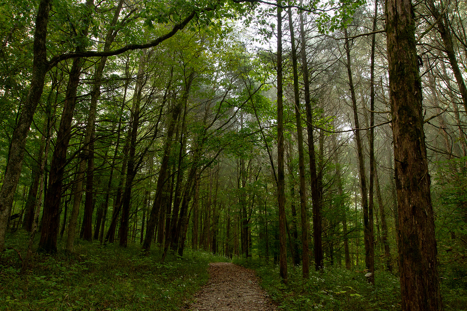 Fog hangs low into the trees along Echo River Springs Trail inside Mammoth Cave National Park in Kentucky Sept. 26, 2021.