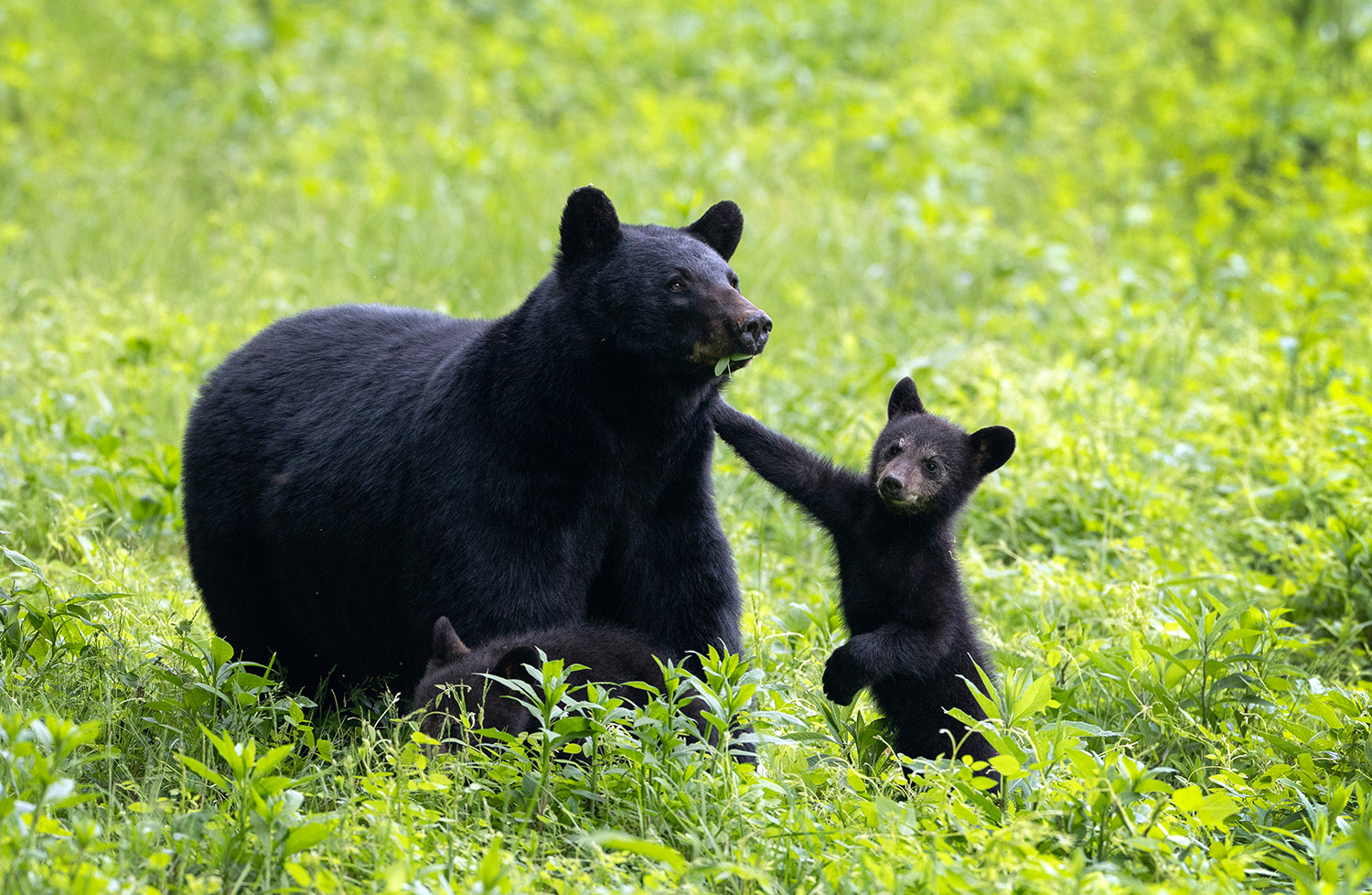 A mother Black Bear stays close to her cubs in the Cades Cove area of Great Smoky Mountains National Park on May 23, 2023, in Tennessee.