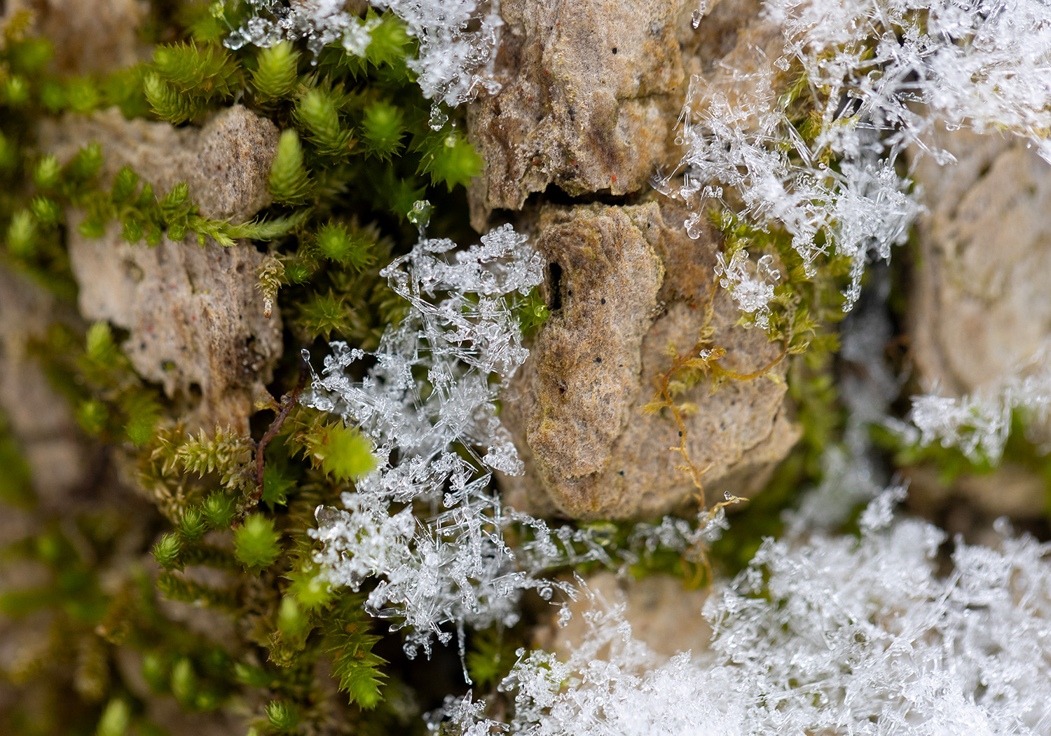 Snowflakes cling to tree bark at Mammoth Cave National Park in Kentucky on Jan. 11, 2025.